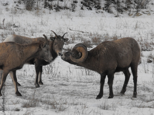 bighorn sheep in snow