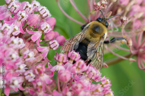 Iowa Pollinator Prairie Bumble Bees
