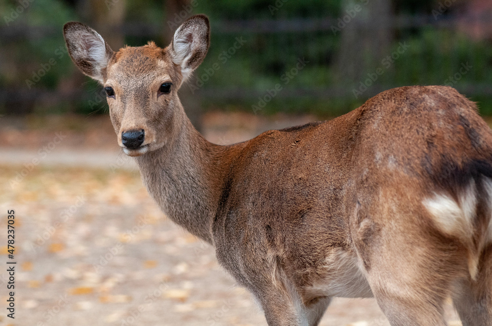 Fototapeta premium 奈良の鹿