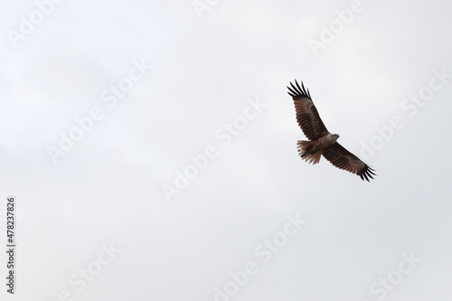 flying eagle in flight