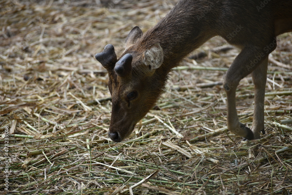 Rusa timorensis is the Javan rusa or Sunda sambar in savannah at edge of forest conservation, rarely seen in the open and are very difficult to approach due to their keen senses and cautious instinct Rusa timorensis is the Javan rusa or Sunda sambar in savannah at edge of forest conservation, rarely seen in the open and are very difficult to approach due to their keen senses and cautious instinct