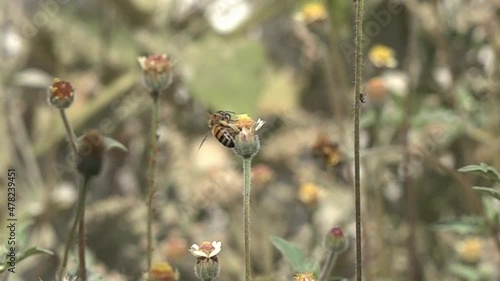 A bee standing on a flower, then flying away. photo