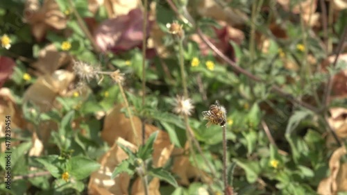 A honey bee flying around a yellow flower. photo