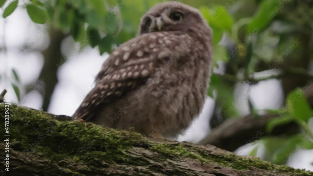 Young Athene noctua or Little owl perched on a branch with moss with green dense foliage background Young Athene noctua or Little owl perched on a branch with moss with green dense foliage background