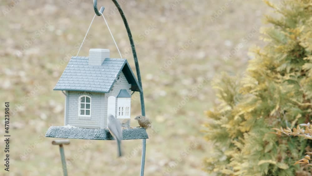 Two tufted Titmouse land at a suburban house shaped bird feeder to