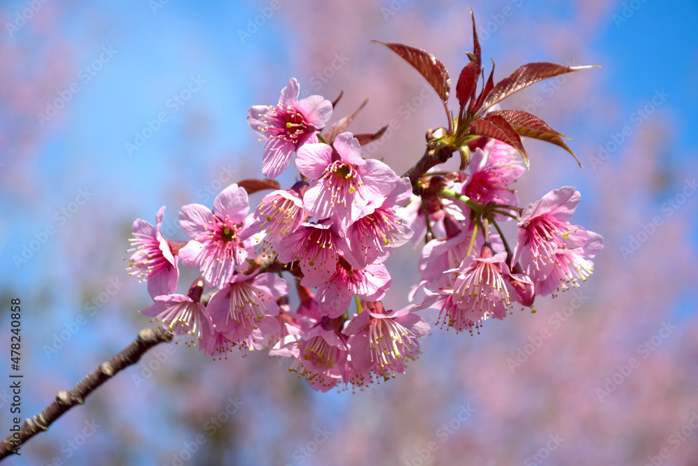 Pink cherry blossoms blooming in winter in Phu Hin Rong Kla National Park