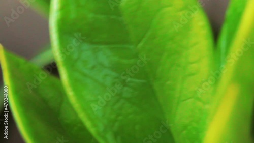 detalhe de planta