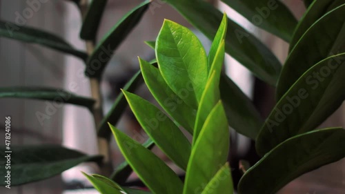 Wallpaper Mural plano médio folha Torontodigital.ca