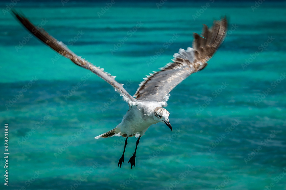 Fototapeta premium Birds