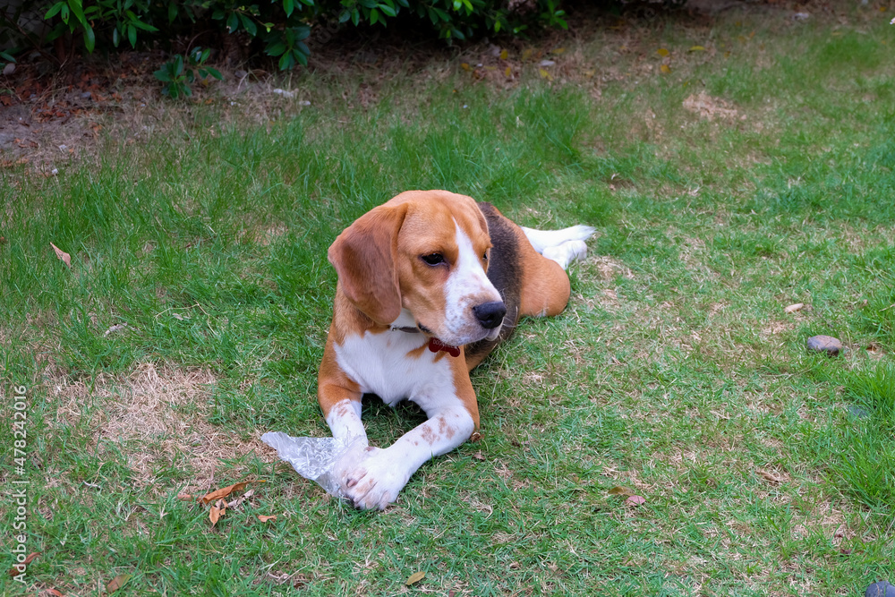 Beagle dog relaxing in the park or backyard in house.Dog hold a plastic bottle laydown on green grass garden.Dog is children dog want to play all the time.