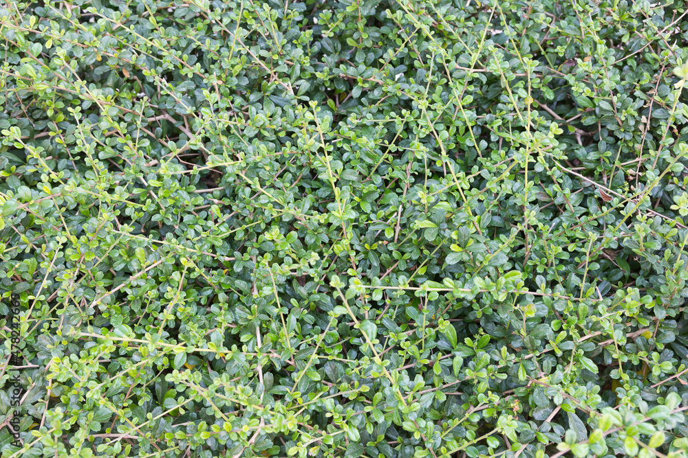 Green background of siamese rough bush Green background of siamese rough bush