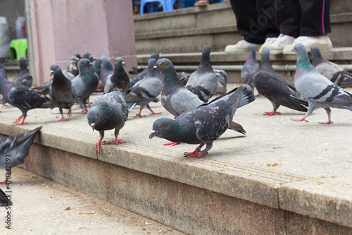 Pigeon close up in park