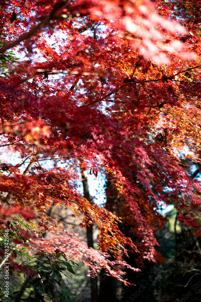 Autumn leaves fall leaves yellow leaves Autumn leaves fall leaves yellow leaves