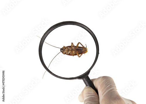 Cockroach and hand holding magnifier isolated on white  background. photo