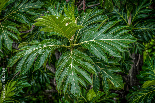 Puerto Rico