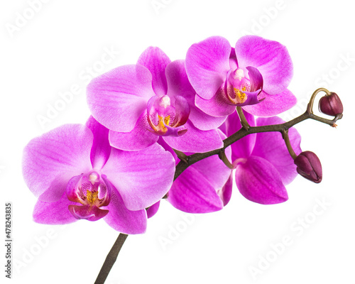 Blooming twig of purple orchid.