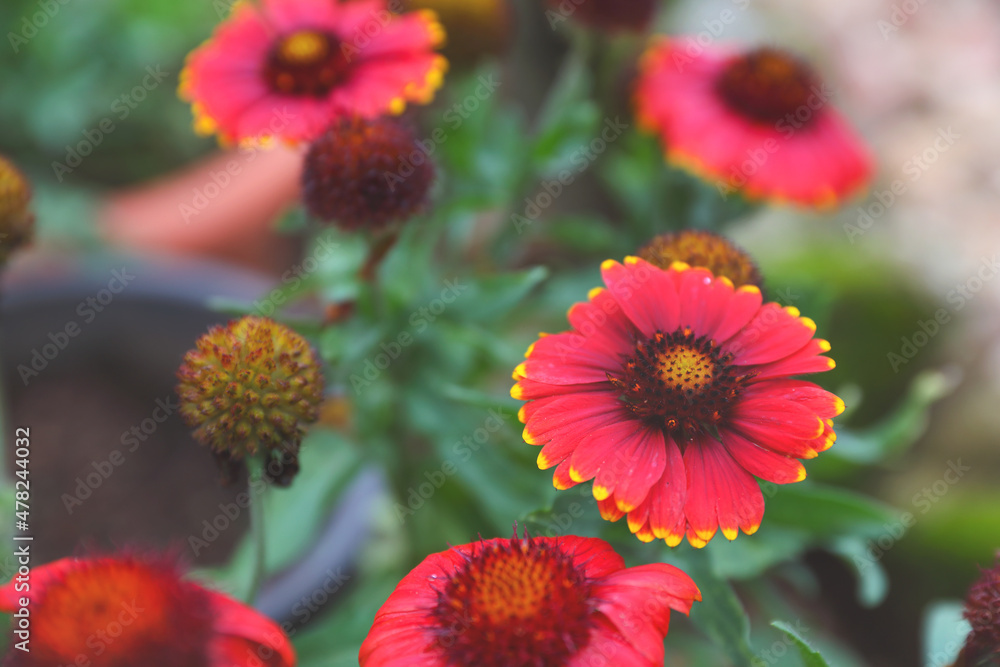 Image Of A Gaillardia Blanket Flower
Image Of A Gaillardia Blanket Flower