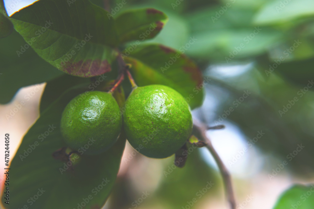 Green Guava hanging on tree Green Guava hanging on tree