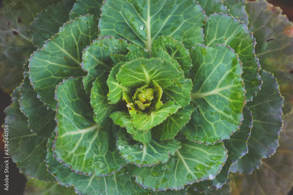 Wild lettuce or cabbage in a local nursery garden
Wild lettuce or cabbage in a local nursery garden