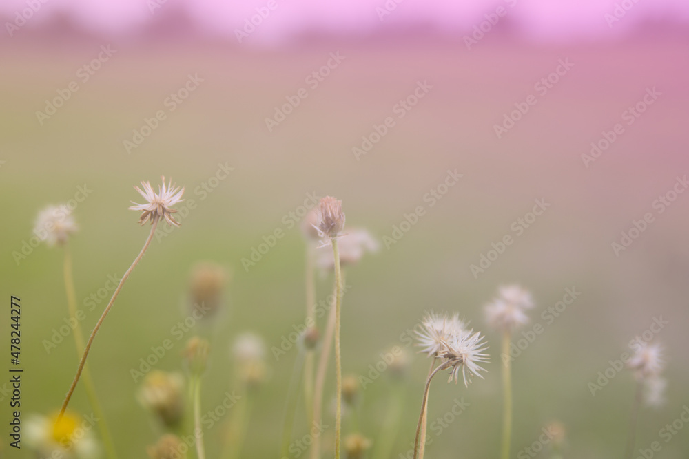 Beautiful wild flowers with softness focus color filters background