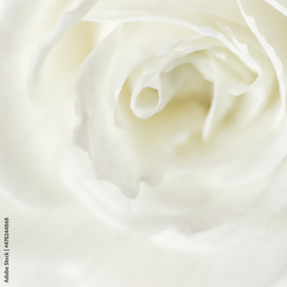Abstract floral background, white rose flower petals Abstract floral background, white rose flower petals