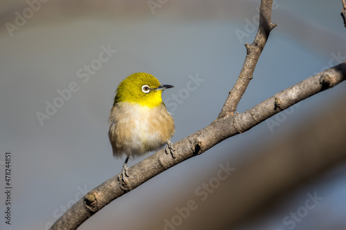 Warbling white-eye or Japanease white-eye bird perching on the tree branch with grey background