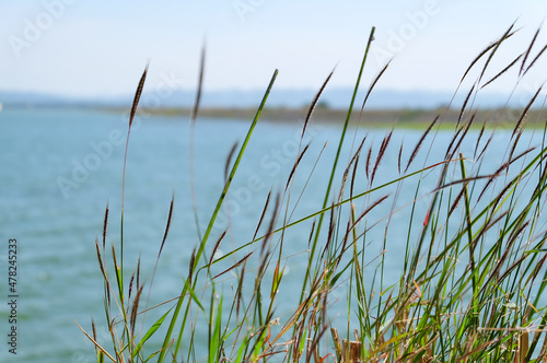 Fototapeta Naklejka Na Ścianę i Meble -  Close up flower grass or Poaceae daylight  on blue sea and small hill background in summer on sunlight with blue sky.