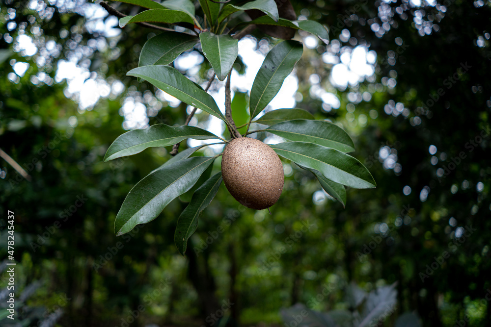 Half-ripe sapodilla fruit still hanging from the tree. Half-ripe sapodilla fruit still hanging from the tree.
