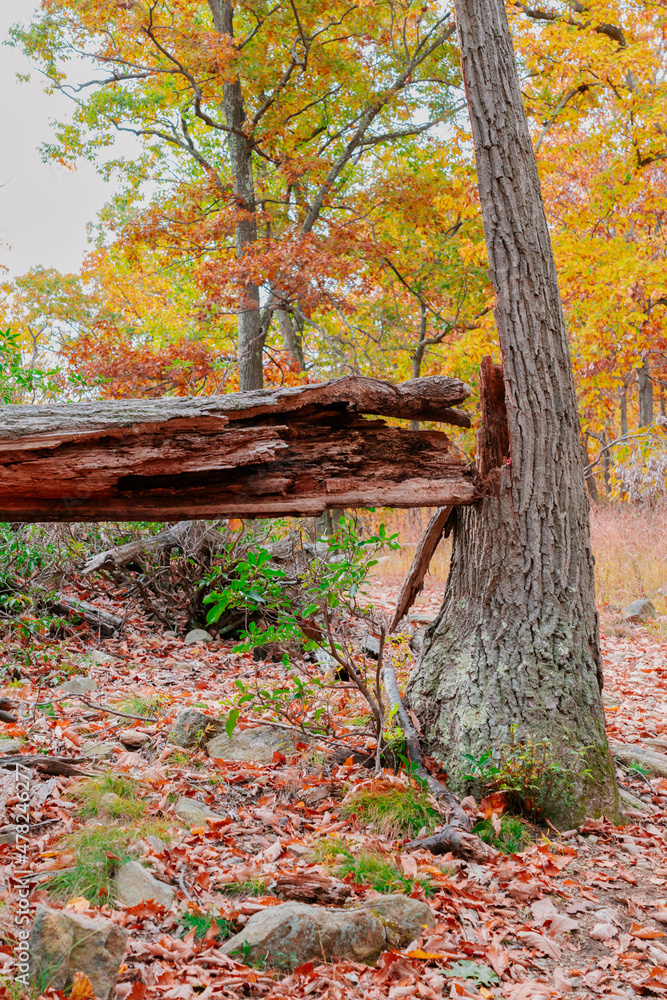 Beautiful Autumn View in Bear Mountain State Park Beautiful Autumn View in Bear Mountain State Park