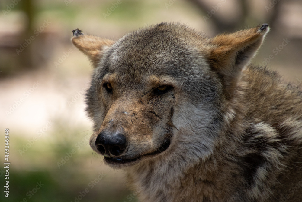 Wolves and wolf dogs at the Garden Route Wolf Sanctuary in South Africa Wolves and wolf dogs at the Garden Route Wolf Sanctuary in South Africa