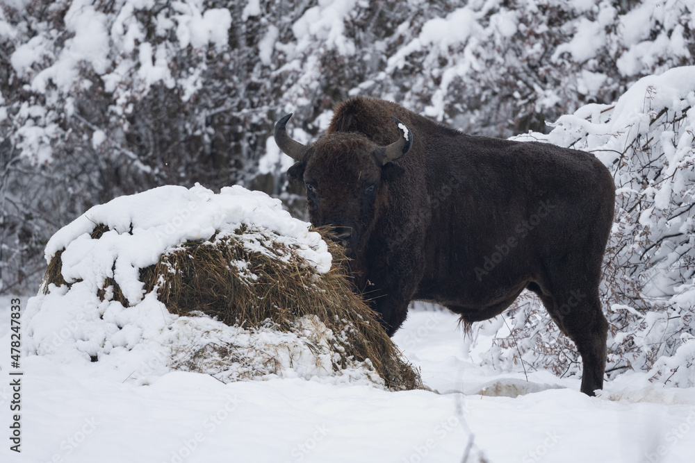 European Bison (Bison bonasus). The Bieszczady Mountains, Carpathians, Poland. European Bison (Bison bonasus). The Bieszczady Mountains, Carpathians, Poland.