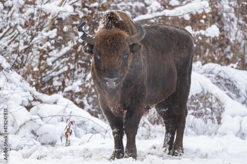 European Bison (Bison bonasus). The Bieszczady Mountains, Carpathians, Poland. © Szymon Bartosz