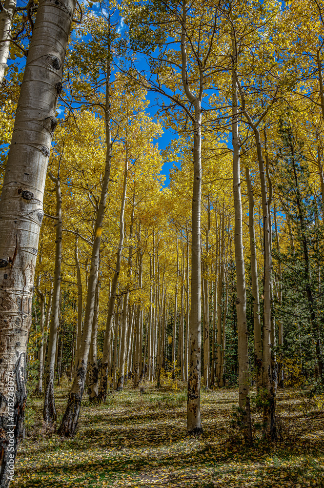 Obraz premium Aspen Season