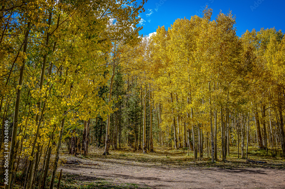 Fototapeta premium Aspen Season