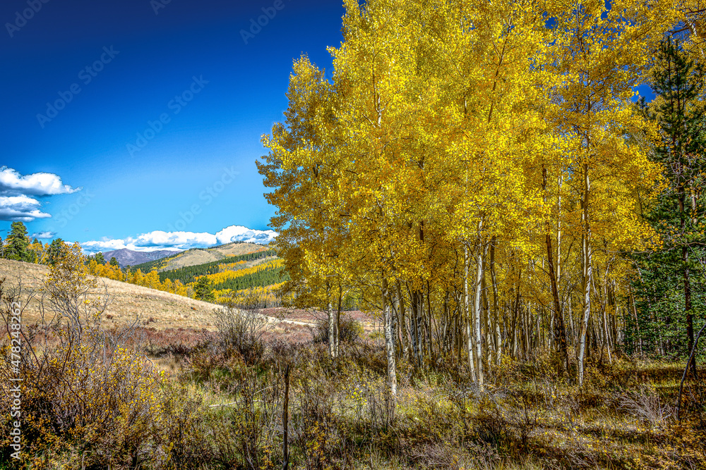 Fototapeta premium Aspen Season