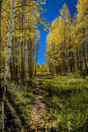 autumn in the forest