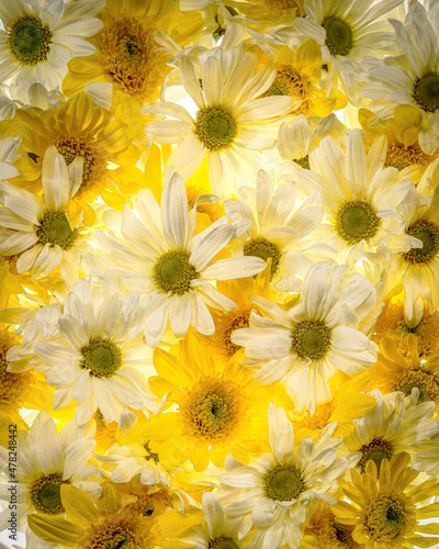 Yellow and White Flowers