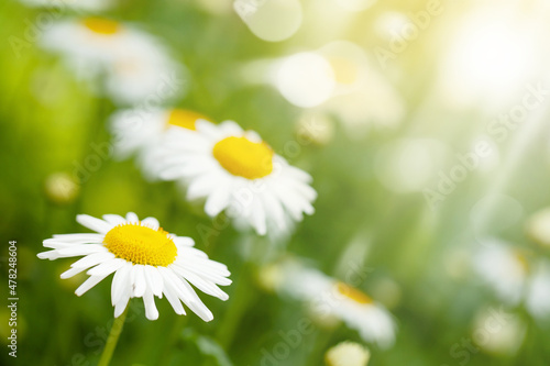 Spring chamomile flowers field. Sunny summer field © karandaev