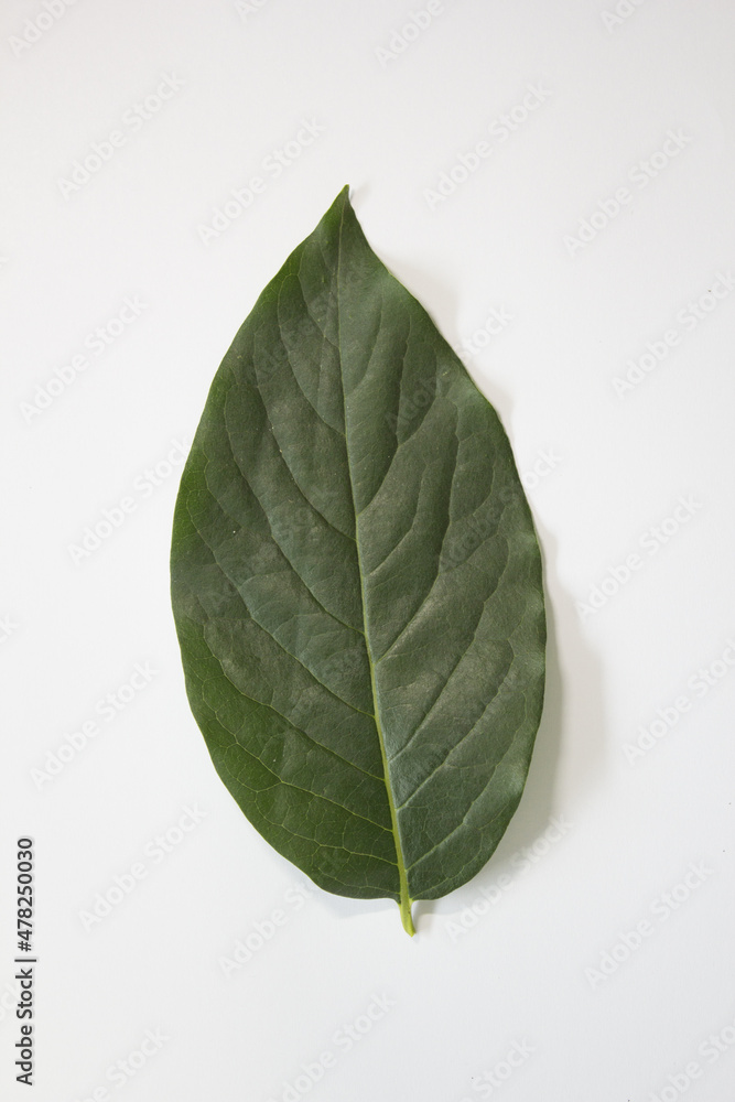 Fototapeta premium close up Persimmon leaf isolated white background.