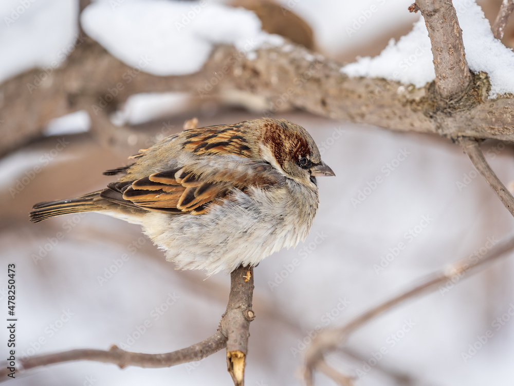 Sparrow sits on a branch without leaves. Sparrow sits on a branch without leaves.