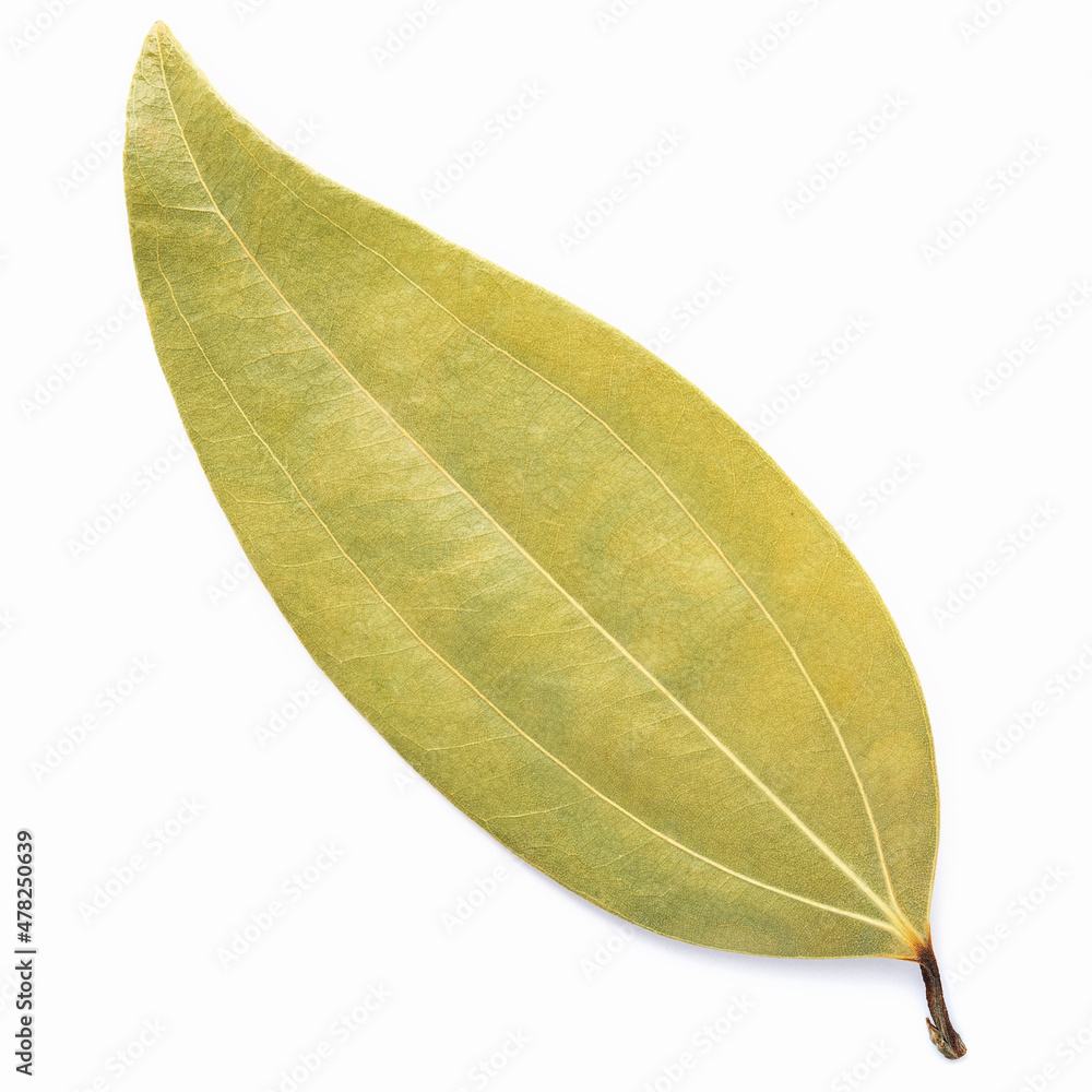 Close up bay leaves isolated on white background with top view and copy space . Close up bay leaves isolated on white background with top view and copy space .