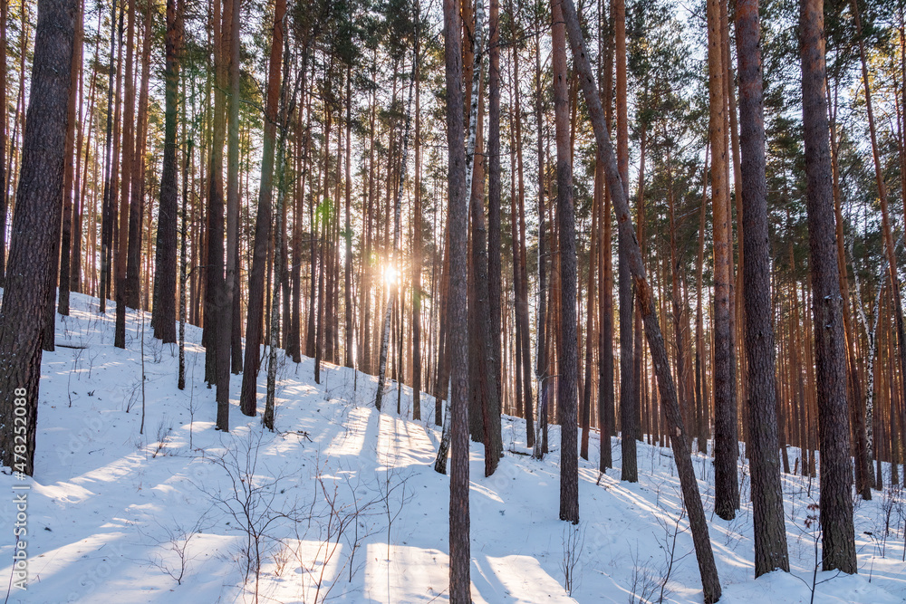 Beautiful winter landscape. winter forest.The Sun's rays pass through the trees in winter forest