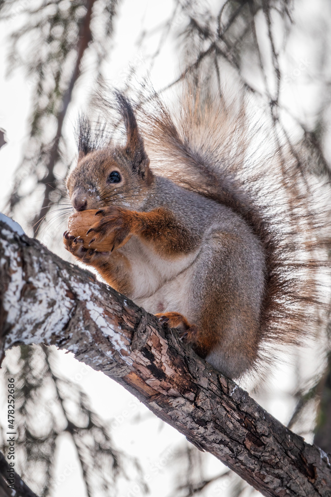 The squirrel with nut sits on tree in the winter or late autumn The squirrel with nut sits on tree in the winter or late autumn