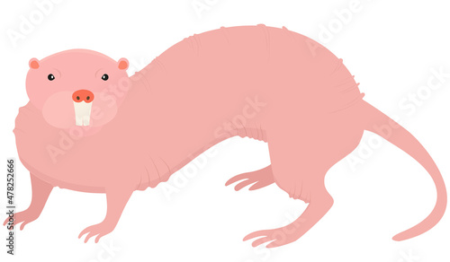 Naked Mole rat, hairless animal isolated on wihte