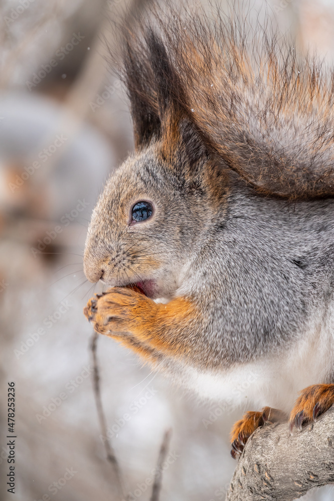 Fototapeta premium The squirrel with nut sits on tree in the winter or late autumn. Portrait of the squirrel close-up