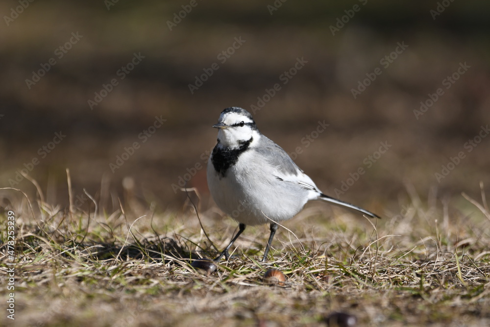 Obraz premium ハクセキレイ・日本・九州