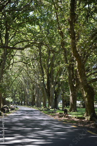 Fototapeta Naklejka Na Ścianę i Meble -  A peaceful leafy green lane at One Tree Hill, Auckland, New Zealand