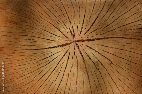 Close up of a sawn-off tree with tree rings and cracks