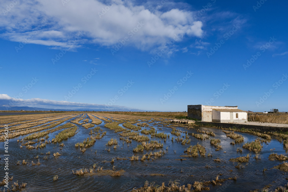 paddy fields in winter after harvest. typical white cottage of the ebro delta. Tarragona. Catalonia paddy fields in winter after harvest. typical white cottage of the ebro delta. Tarragona. Catalonia