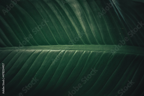 Creative tropical green leaves banana,palm, monstera and fean layout. Nature spring concept. Flat lay. background and dark tone photo